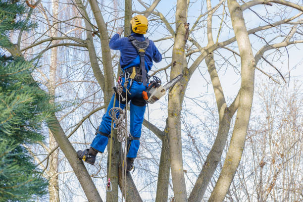 How Our Tree Care Process Works  in  Woodmont, CT